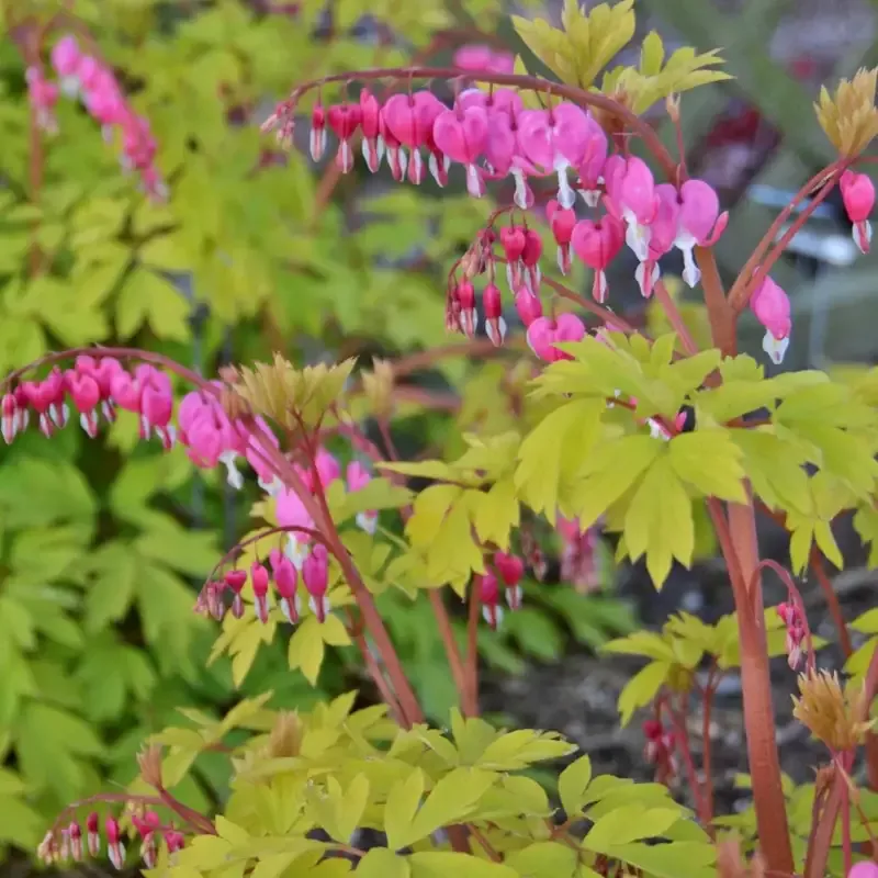 Dicentra spectabilis ‘Gold Heart’[EG]