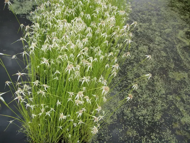 Dichromena colorate “Star Grass”