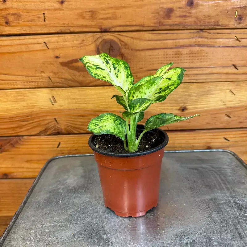 Dieffenbachia Amy, 4” Plant