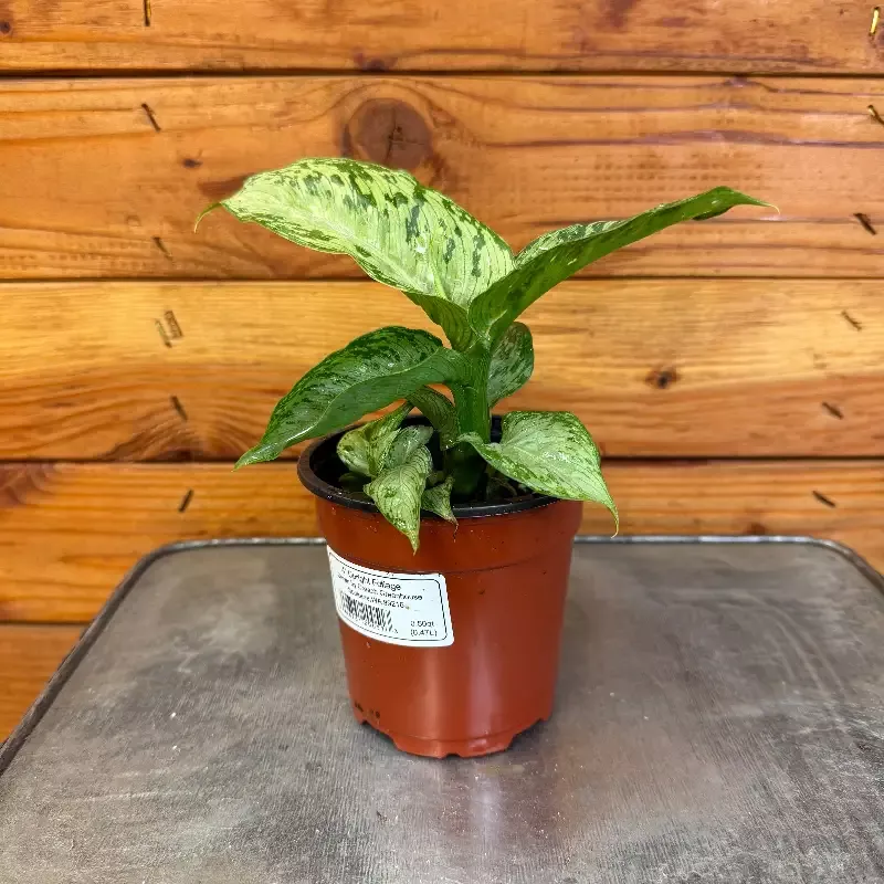 Dieffenbachia Tiki, 4″ Plant