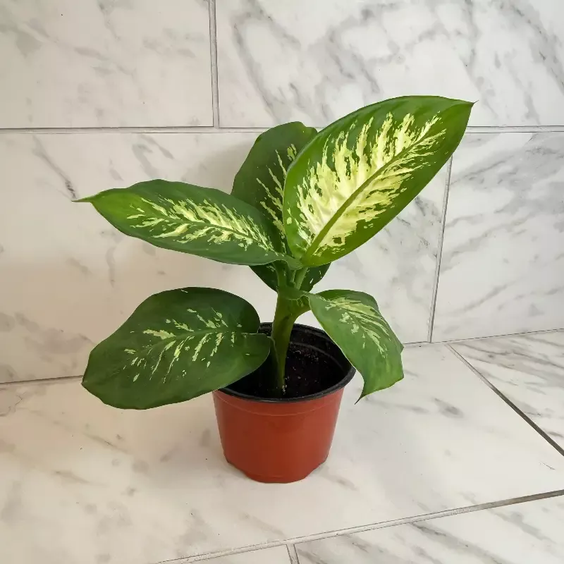 Dieffenbachia Tropic Snow, 6″ Plant
