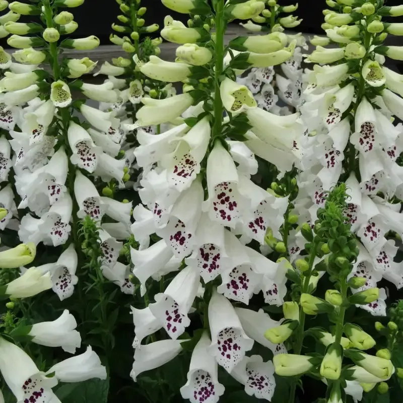 Digitalis purpurea ‘Dalmatian White’ Foxglove