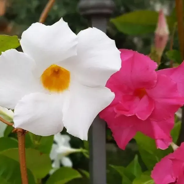 Dipladenia Plant