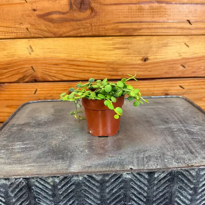 Dischidia Nummularia String of Nickels, 2″ Plant
