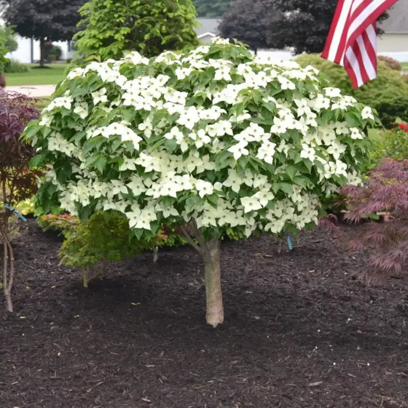 Dogwood Milky Way Tree
