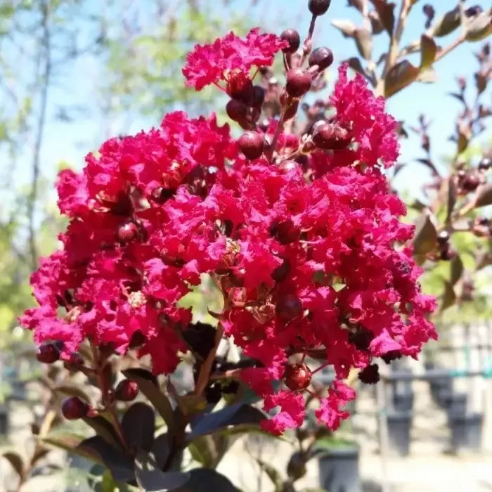 Double Feature Crape Myrtle