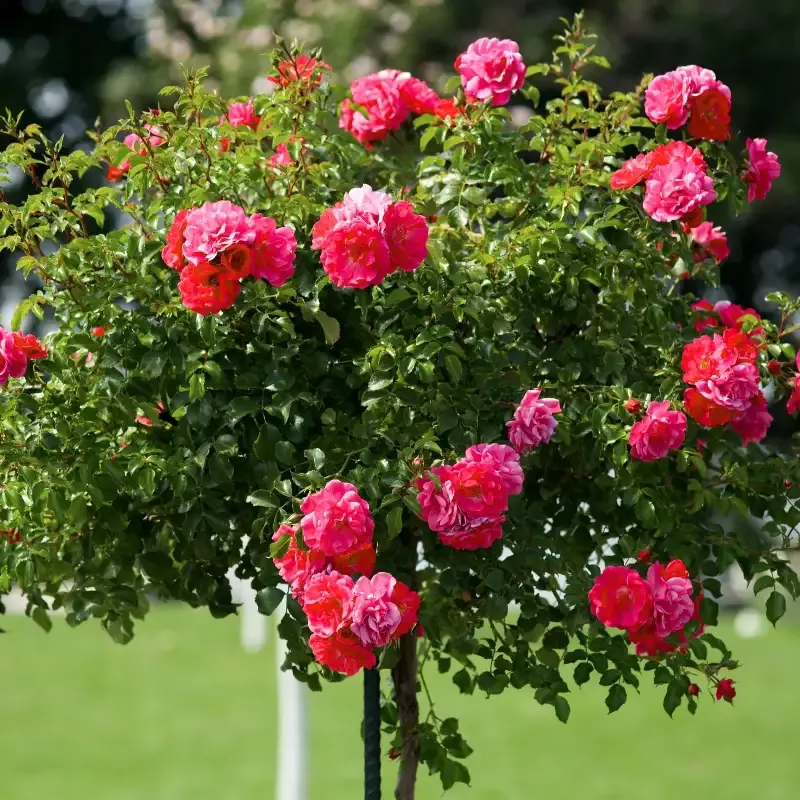 Double Knock Out™ Rose Tree