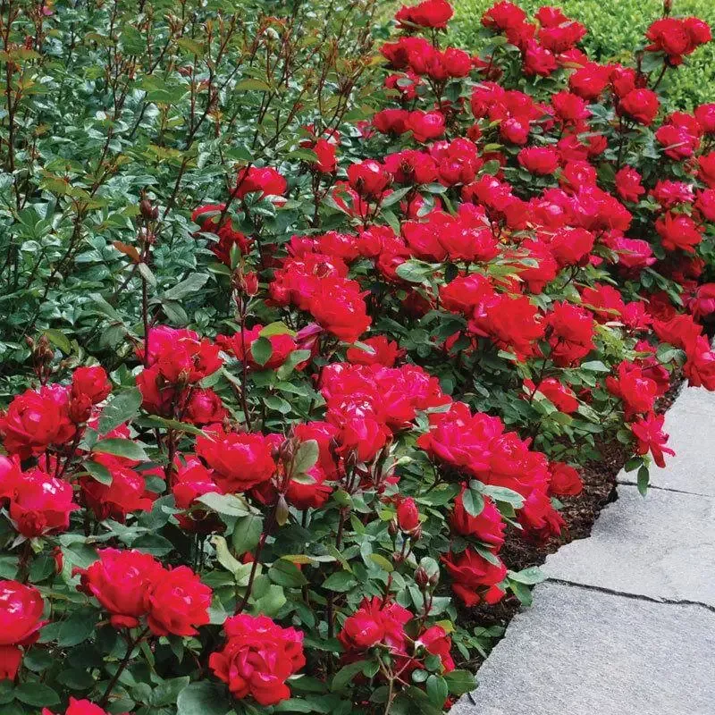 Double Knock Out™ Rose