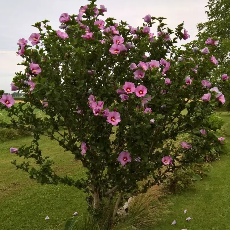 Double Pink Althea Rose of Sharon Tree