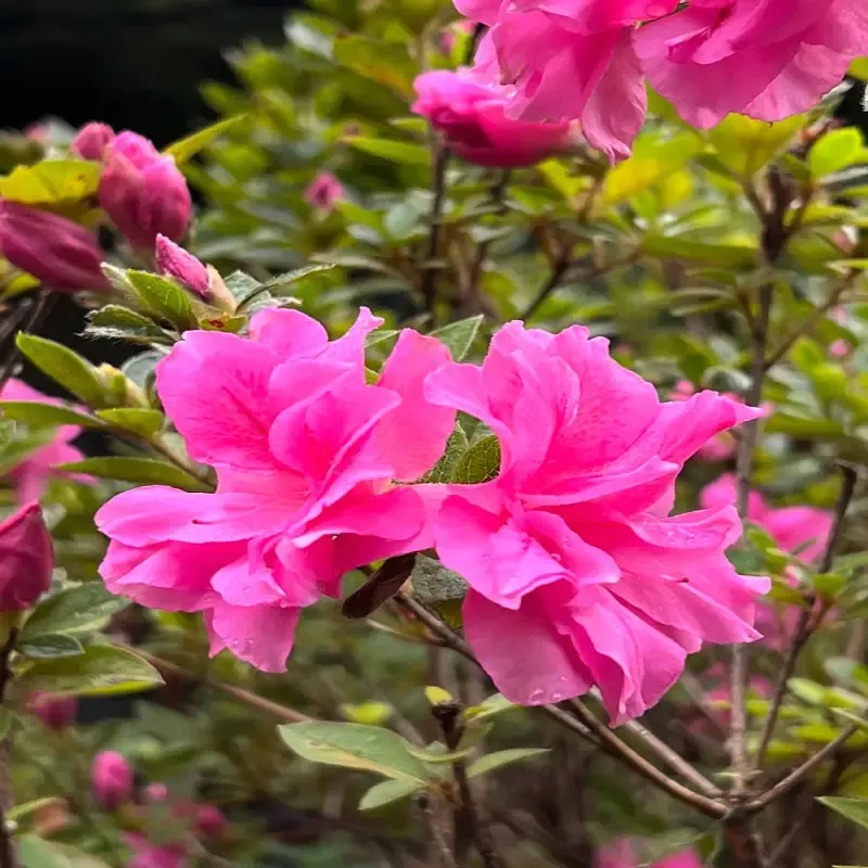 Double Pink Reblooming Azalea