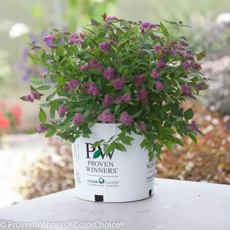 Double Play™ Artisan™ Spirea