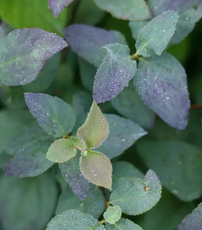 Double Play™ Blue Kazoo™ Spirea