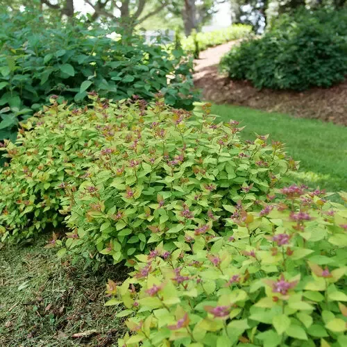 Double Play Dolly™ Spirea