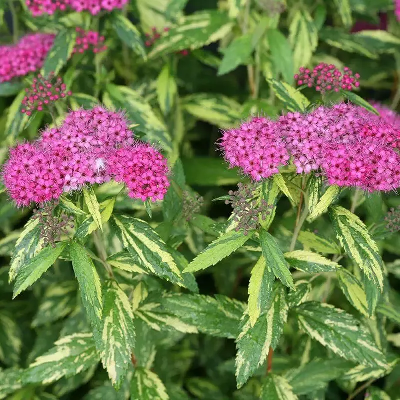 Double Play™ Painted Lady™ Spirea