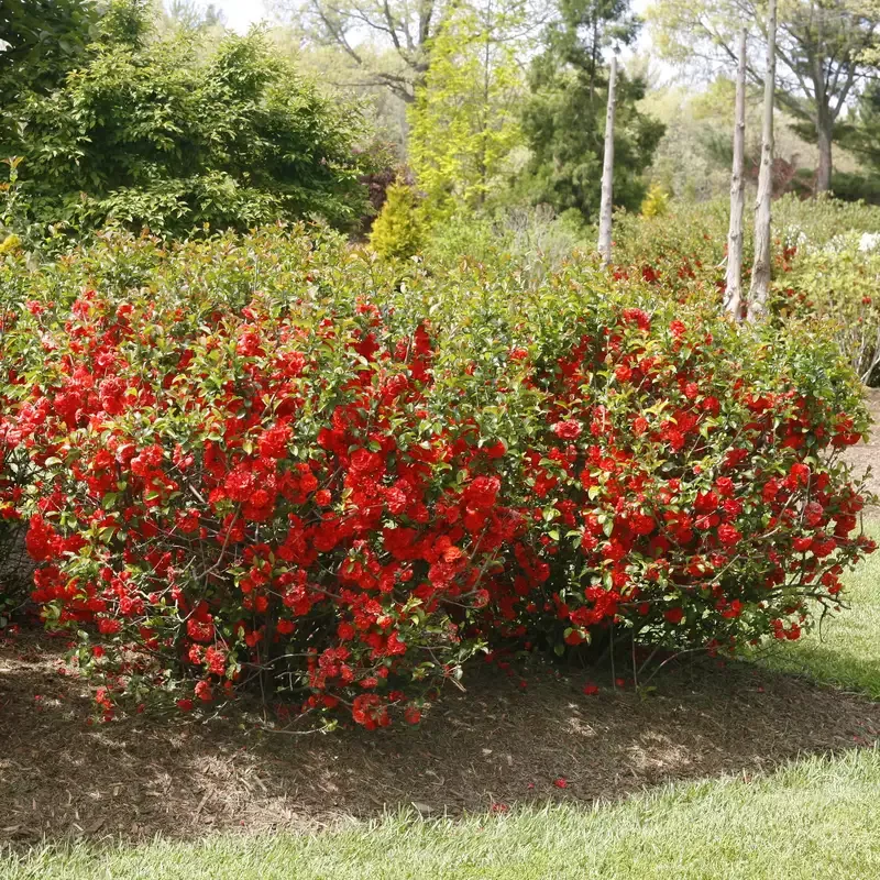Double Take Orange™ Flowering Quince (Chaenomeles)