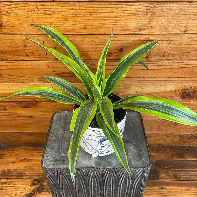 Dracaena Deremensis Lemon Lime, 6″ Plant