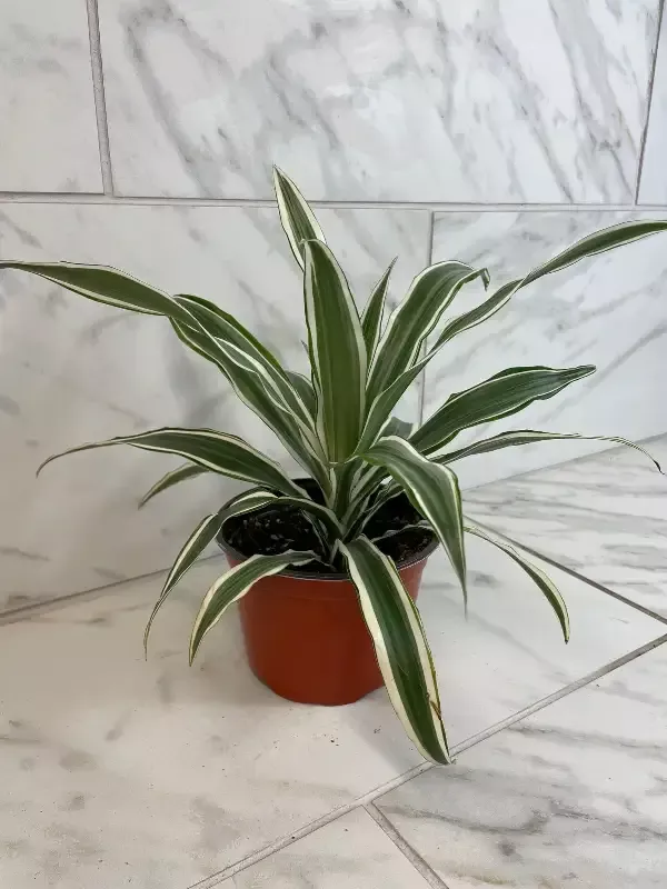 Dracaena Deremensis White Stripe, 6″ Plant