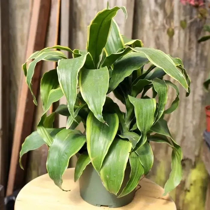Dracaena Dorado