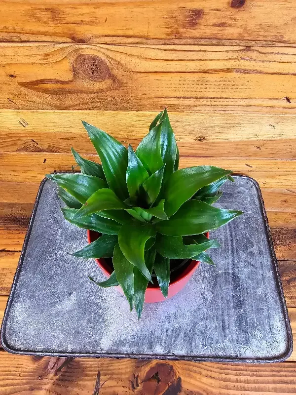 Dracaena Janet Craig Compacta, 4″ Plant