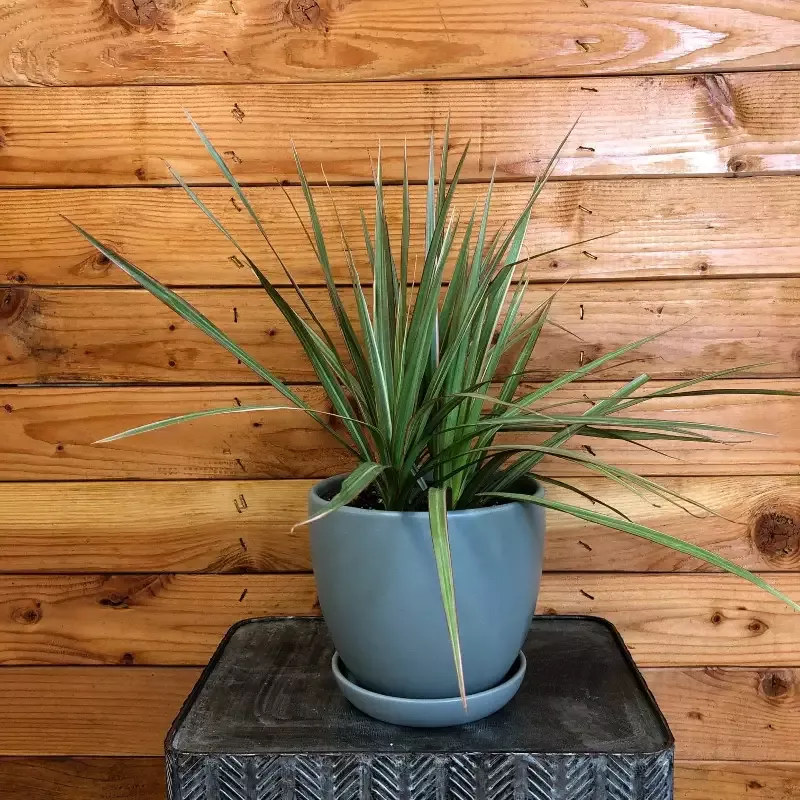 Dracaena Marginata Tri-Color, 6″ Plant