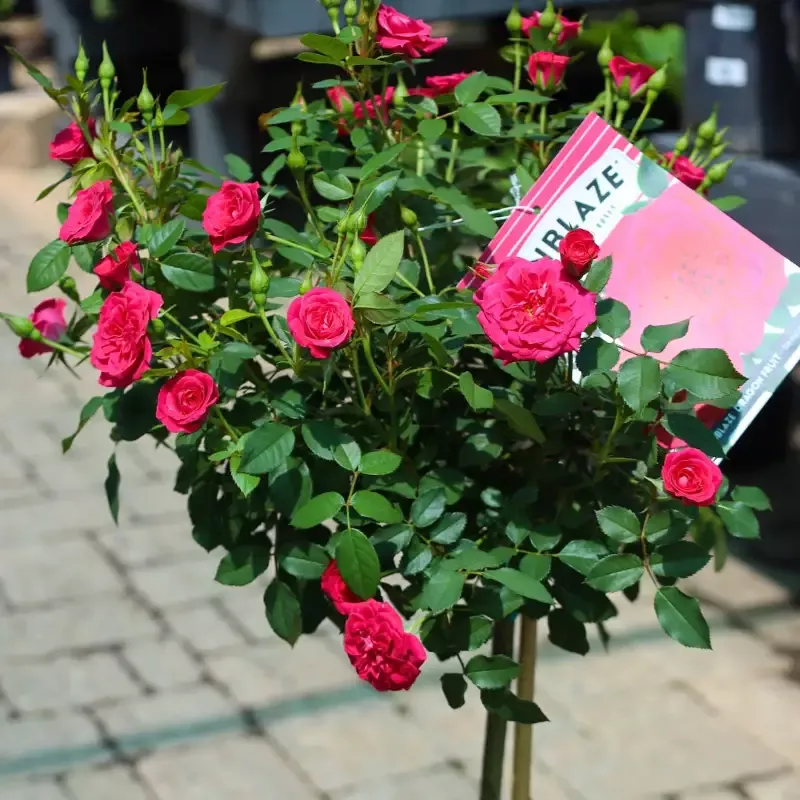 Dragon Fruit Sunblaze™ Miniature Rose – Tree Form