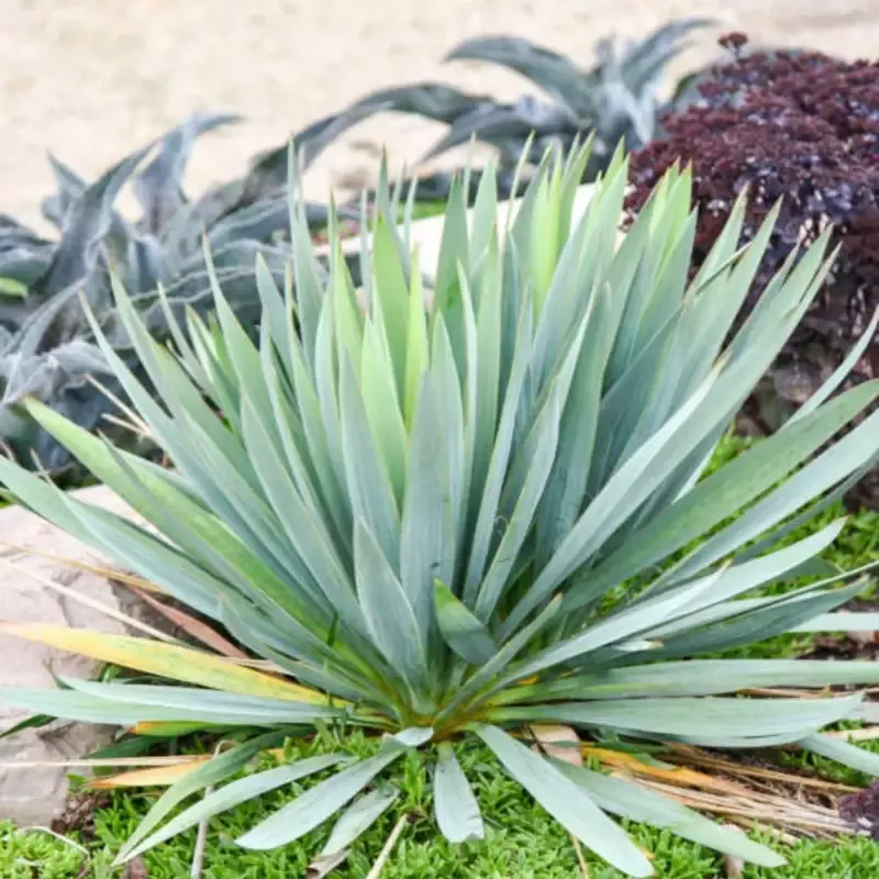 ‘Dragon Slayer’ Yucca