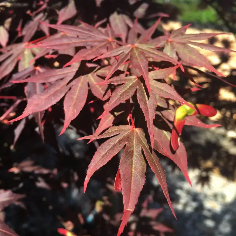 Dragon Tears Japanese Maple