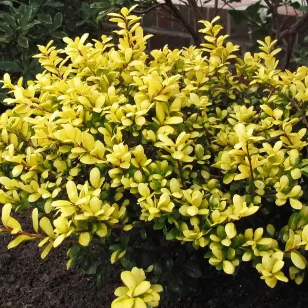 Drops of Gold Holly