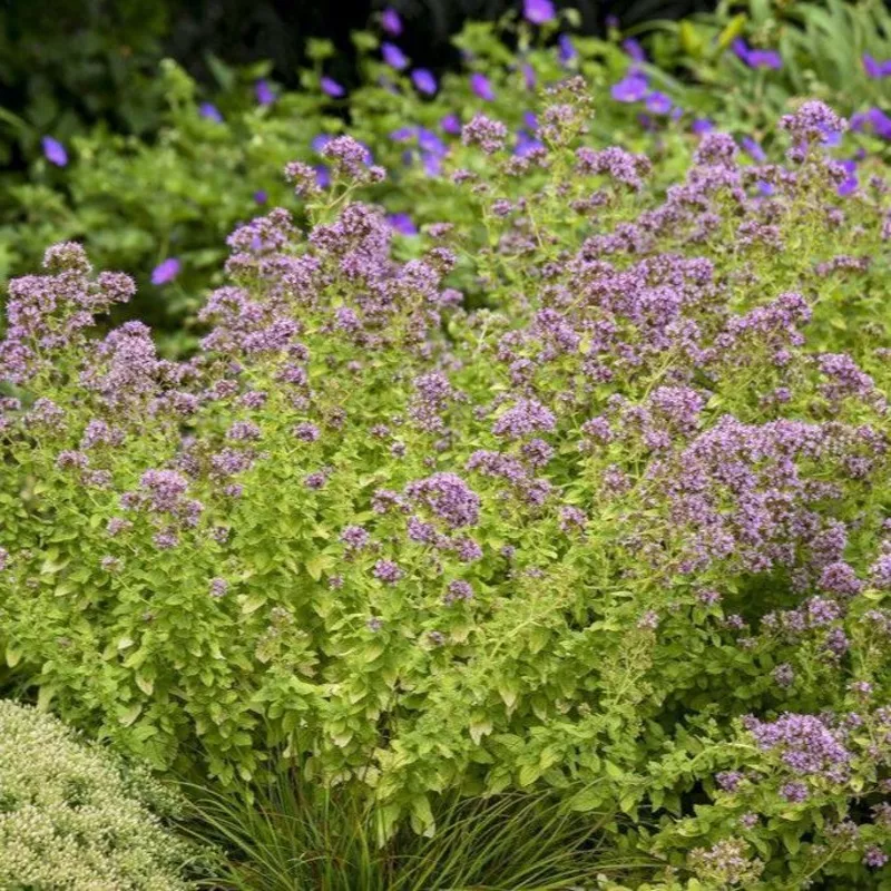 ‘Drops of Jupiter’ Ornamental Oregano