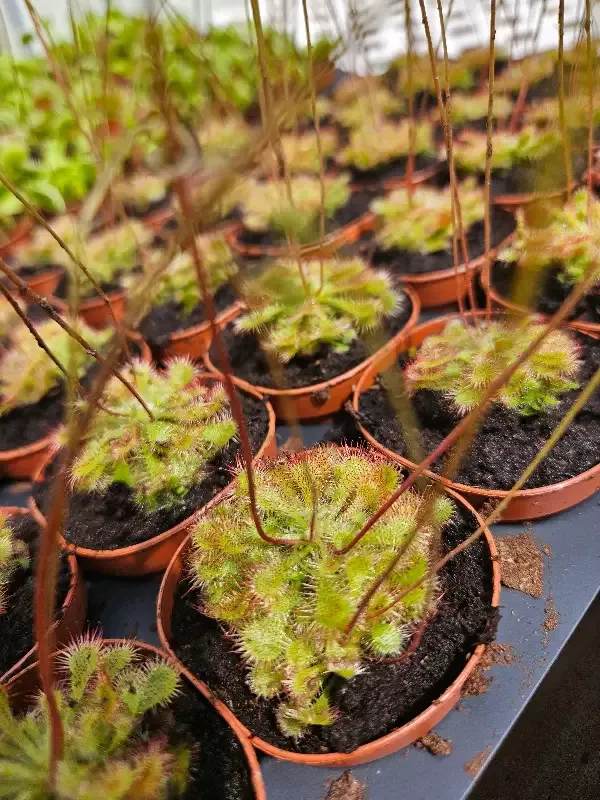 Drosera Spatulata “SunDew ‘