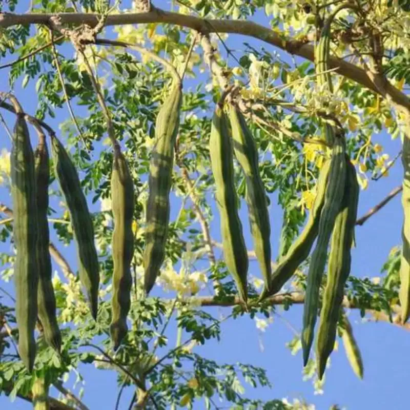 Drumstick Tree – Moringa Oleifera
