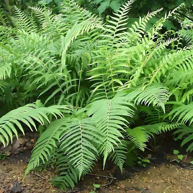 Dryopteris Ludoviciana Southern Shield Fern – [CG]