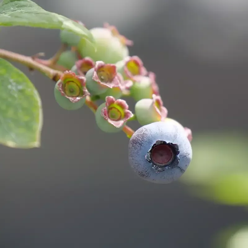 ‘Duke’ Blueberry