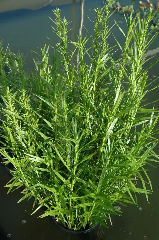Dulichium arundinaceum “Dwarf Bamboo”