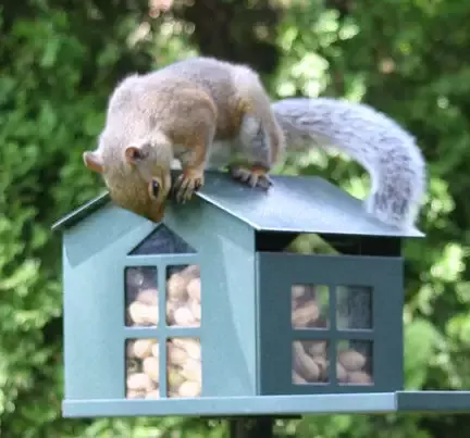 Durable Metal Squirrel Feeder