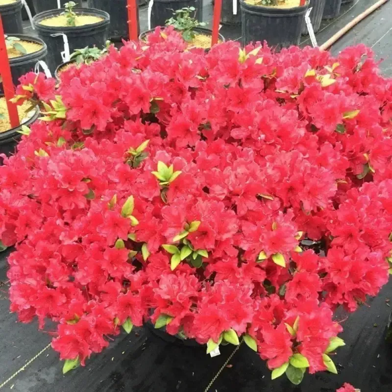 Dwarf Autumn Fire Encore Azalea