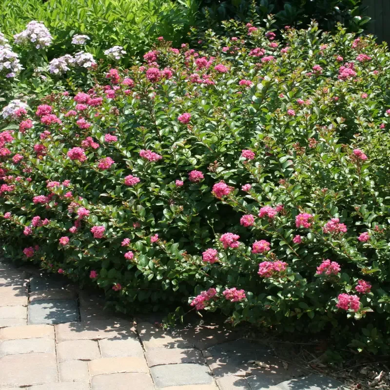 Dwarf Crape Myrtle