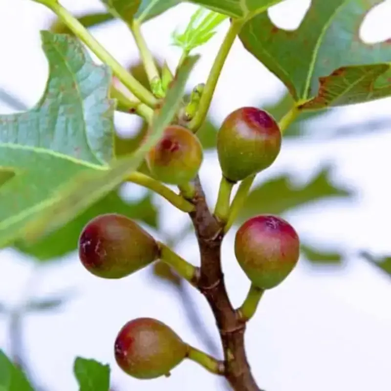 Dwarf Fig Plant
