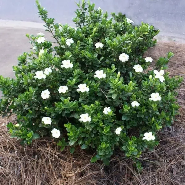 Dwarf Gardenia Radicans