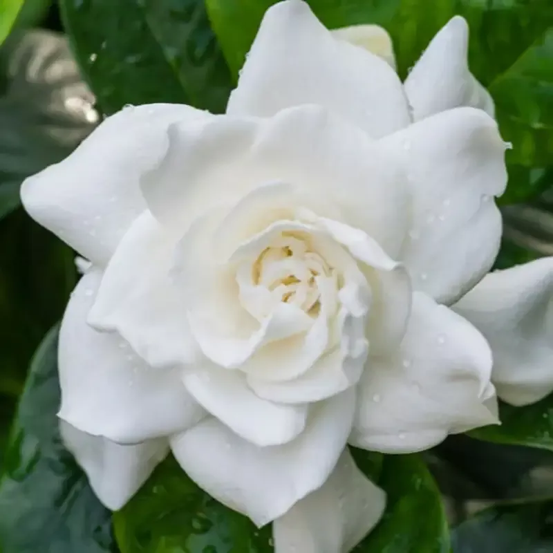 Dwarf Gardenia (White Double Blooms, 1-2 ft Tall)