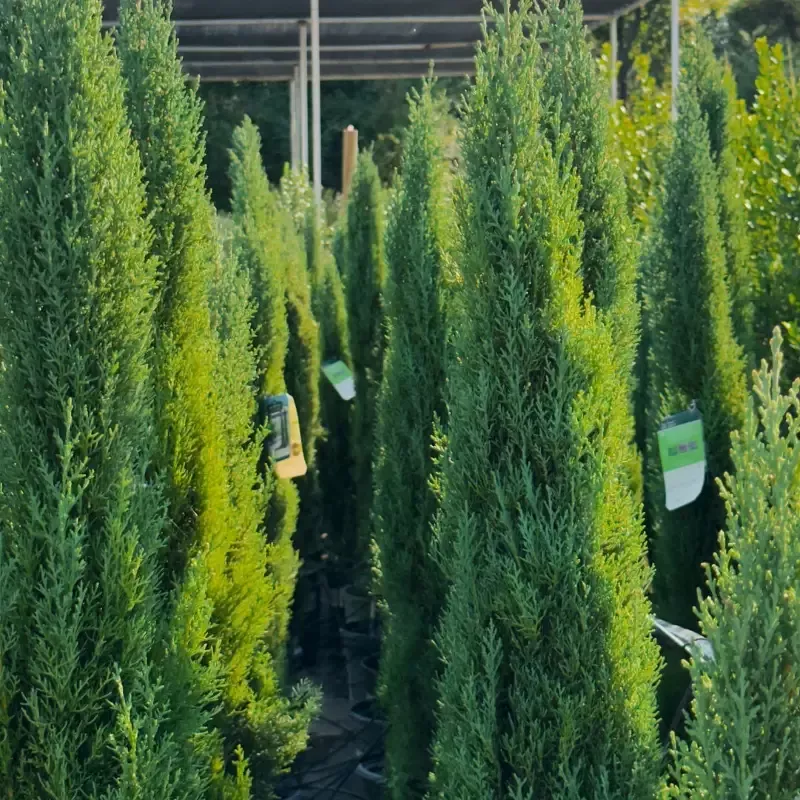 Dwarf Italian Cypress (Tiny Tower)
