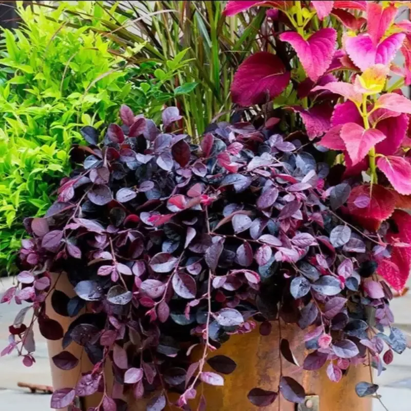 Dwarf Loropetalum