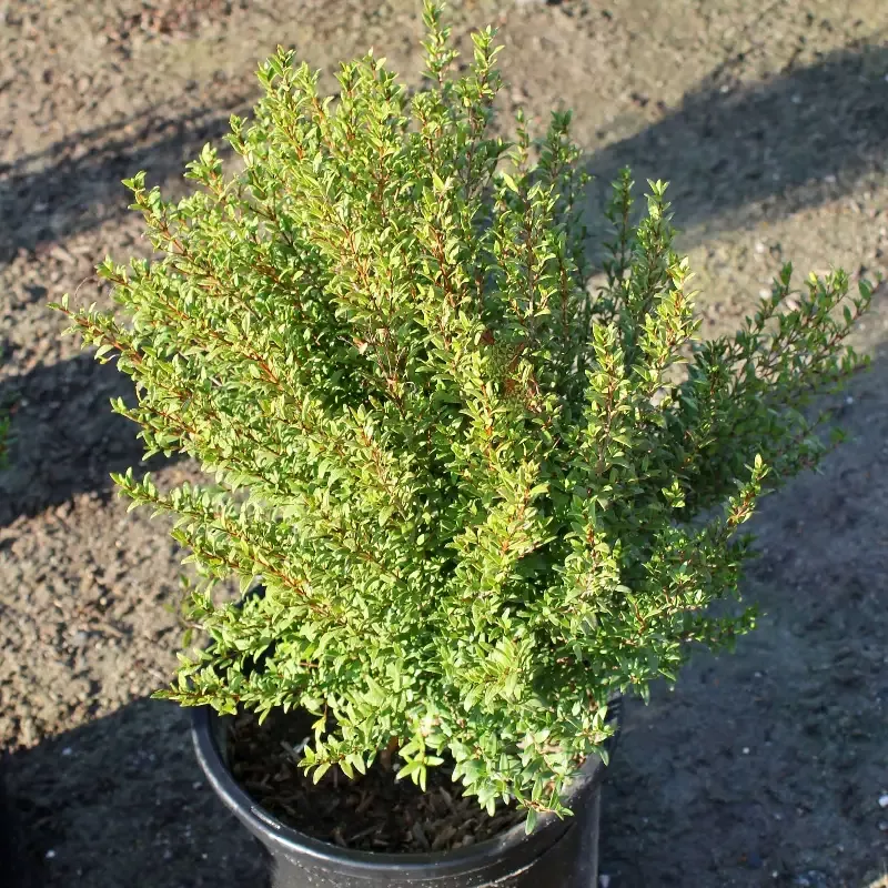 Dwarf Myrtle