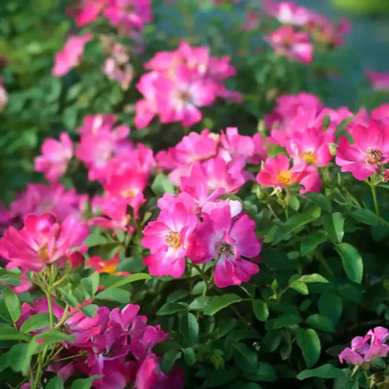 Dwarf Pink Rose (1-2 ft tall)