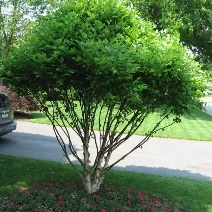 Dwarf River Birch Little King