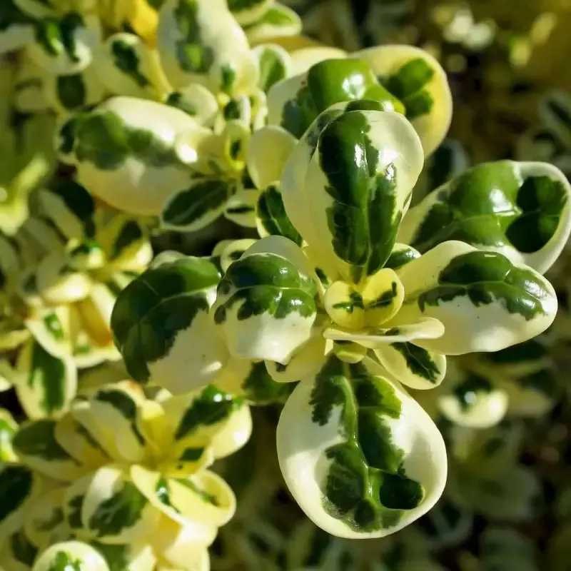 Dwarf Variegated Mirror Plant