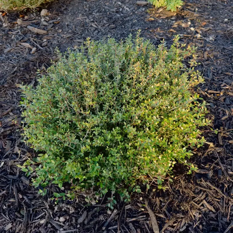 Dwarf Yaupon Holly
