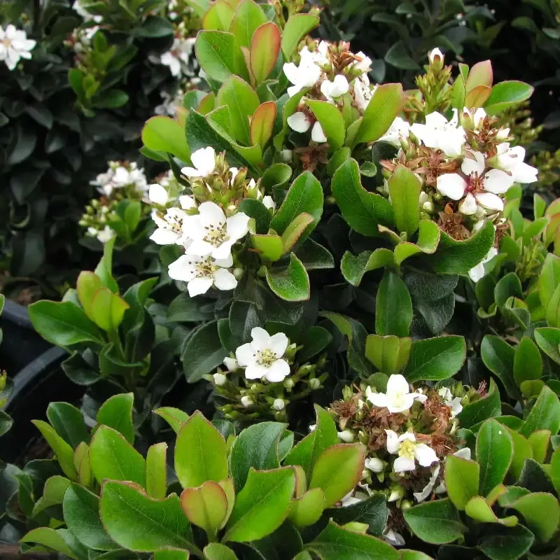 Dwarf Yeddo Hawthorn