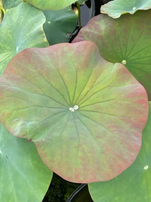 East Lake Pink– Lotus