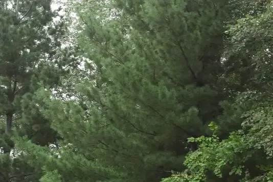 Eastern White Pine-#5